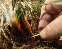 Весенний пал травы: традиция, ведущая к трагедии!