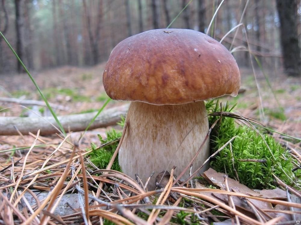 Что нужно знать про грибы!