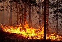 ПАМЯТКА о соблюдении требований пожарной безопасности руководителям дачных хозяйств и дачникам в весенне-летний пожароопасный период в лесопарковых зонах