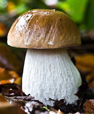 Что нужно знать про грибы!