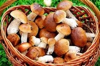 Как выбирать и готовить грибы